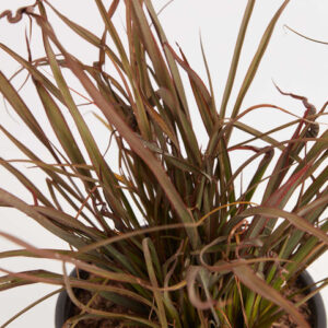 Jack Spratt (Phormium tenax)