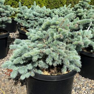 White Spruce (Picea glauca)