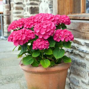 Bigleaf Hydrangea (Hydrangea macrophylla)