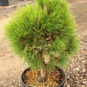 Aleppo pine (Pinus halepensis)