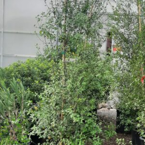 kohuhu (Pittosporum tenuifolium)