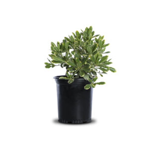 Cream de Mint Pittosporum (Pittosporum tobira 'Cream de Mint')
