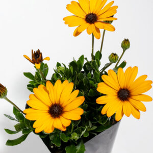 African Daisy (Osteospermum)