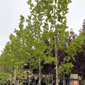 London plane tree 'Bloodgood' (Platanus acerifolia 'Bloodgood')