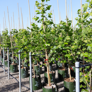 Bloodgood (Platanus x acerifolia)