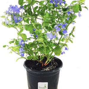 Blue Plumbago (Plumbago auriculata 'Imperial Blue')