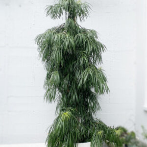 Henkel's yellowwood (Podocarpus henkelii)