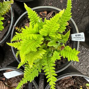 western sword fern (Polystichum munitum)