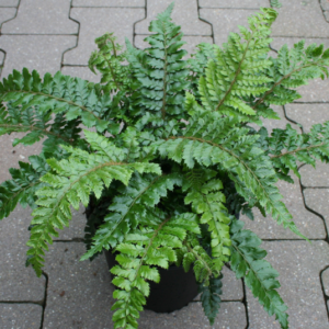 Japanese tassel fern (Polystichum setosum)