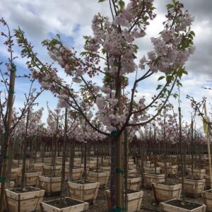 cherry blossom (Prunus yedoensis 'Akebono')
