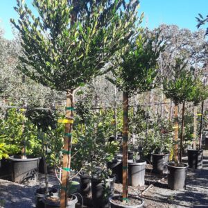 Carolina cherry laurel (Prunus caroliniana)