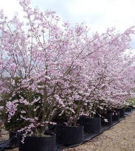 Higan cherry (Prunus subhirtella)