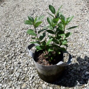 Chokecherry (Prunus virginiana)