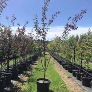 flowering peach (Prunus blireiana)