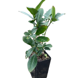 English laurel (Prunus laurocerasus)