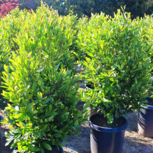 Cherry Laurel (Prunus caroliniana compacta multi)