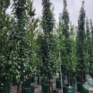 Callery pear (Pyrus calleryana 'Capital')