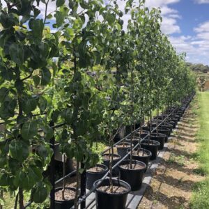 Capital Pear (Pyrus calleryana 'Capital')
