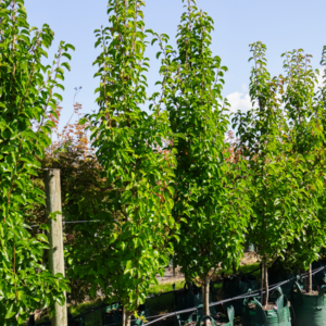 Callery pear (Pyrus calleryana 'Chanticleer')