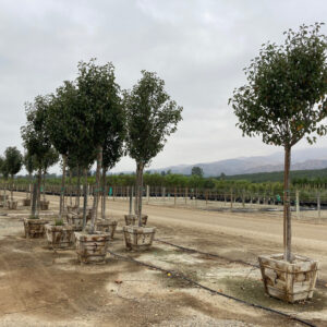 Bradford Pear (Pyrus calleryana 'New Bradford')