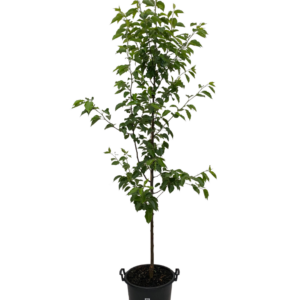 Callery pear (Pyrus calleryana 'Redspire')