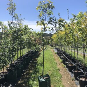 Red Oak (Quercus rubra)