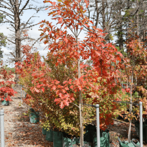 Red Oak (Quercus rubra)