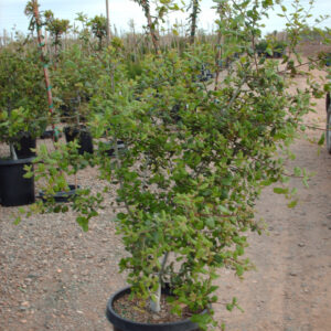 Coast Live Oak (Quercus agrifolia)