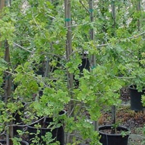 Valley Oak (Quercus lobata)