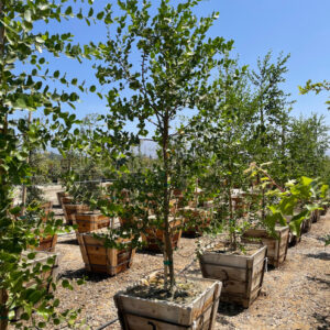 Green Showers (Maytenus boaria)