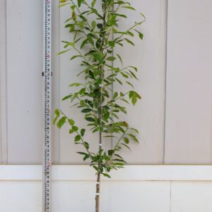 black gum (Nyssa sylvatica)