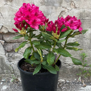 Nova Zembla azalea (Rhododendron 'Nova Zembla')