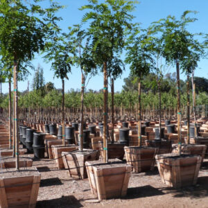 Purple Robe (Robinia ambigua)