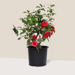 japonica (Camellia japonica)