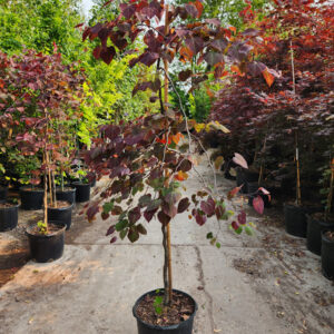 Red Bud (Cercis canadensis)