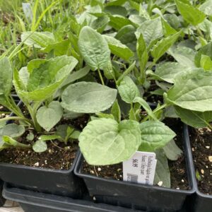 Black-eyed Susan (Rudbeckia fulgida)