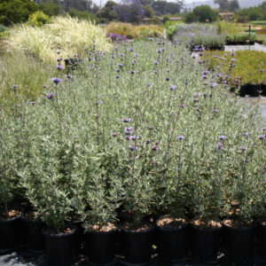 California sagebrush (Salvia leucophylla 'Pozo Blue')