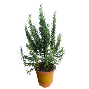 trailing rosemary (Rosmarinus prostratus)