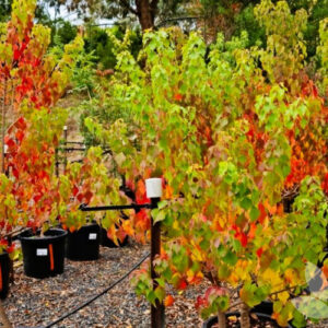 Chinese Tallow (Sapium sebiferum)