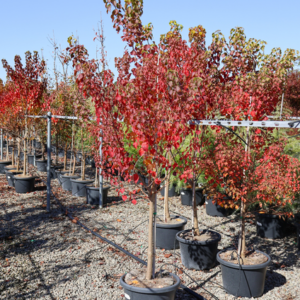 Chinese Tallow (Sebiferum sapium)