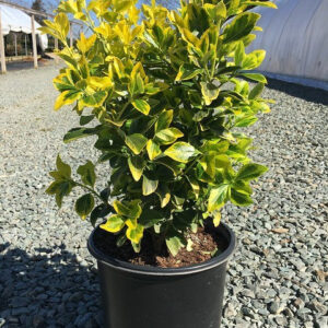 Golden Euonymus (Euonymus japonica 'Aureo-marginata')