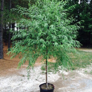 Weeping Willow (Salix babylonica)