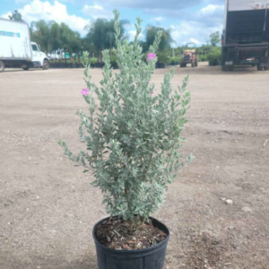 Texas Ranger (Leucophyllum frutescens)