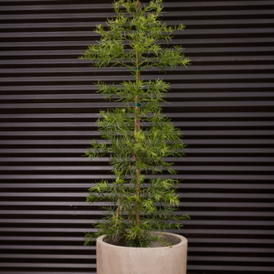 East African yellowwood (Podocarpus gracilior)