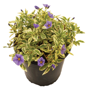 Blue Potato Bush (R. Solanum rantonnettii)