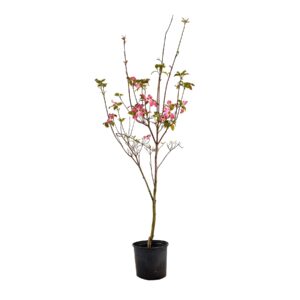 Kousa dogwood (Cornus kousa 'Stellar Pink')