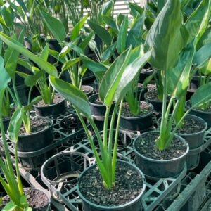 Bird of Paradise (Strelitzia reginae)