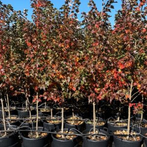 Red Maple (Acer rubrum 'Sun Valley')