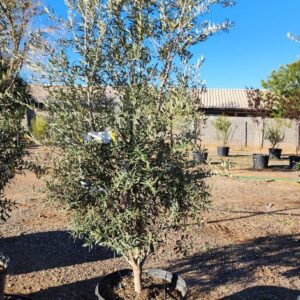 Swan Olive (Olea europaea 'Swanhill')