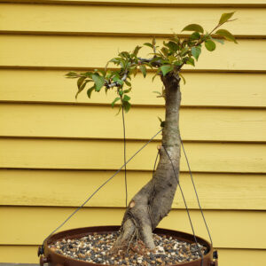Lemon-scented Gum (Corymbia citriodora)